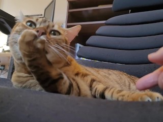 Pussies do not lick, they make you hang again …. You wish to have them to lick you and you’ll be able to’t withstand.