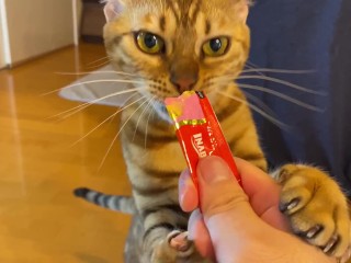 She’s in most cases cool, but if she sees your stuff, she turns into a adorable kitty … . Pussy who’s loopy